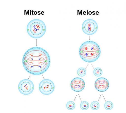 Let op het diagram dat de processen van mitose en meiose illustreert.
