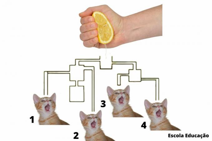 Puzzle: Which kitten will drink the juice first?