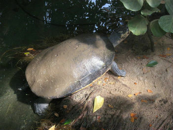 Amazonka kornjača