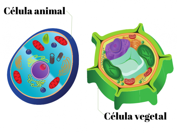 Animal Cell: hva det er, dets struktur og funksjoner