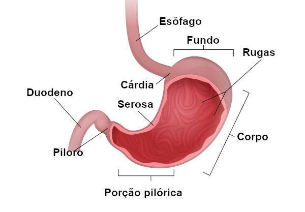  parts of the stomach