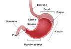 Stomach: anatomy, functions, diseases