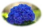 Meaning of Blue Flower (What it is, Concept and Definition)