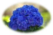 Mavi Çiçeğin Anlamı (Nedir, Kavramı ve Tanımı)