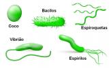Choroby wywoływane przez bakterie – lista, objawy i ćwiczenia