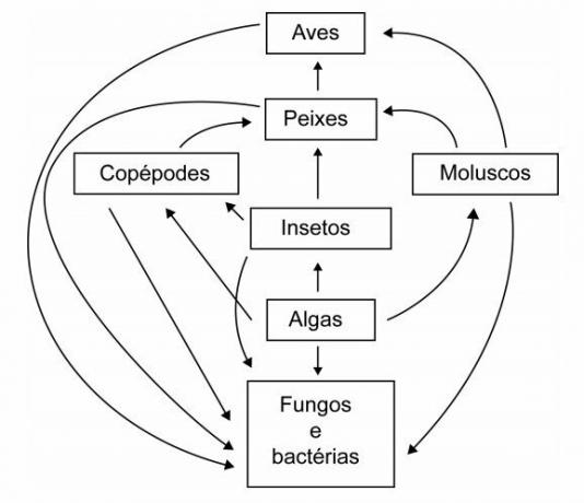 Question about food web in Enem