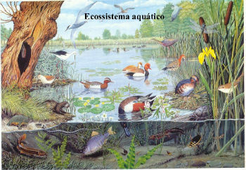 水生生態系の表現