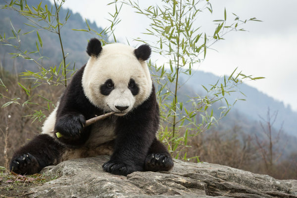 Panda bears are basically bamboo-eating animals.