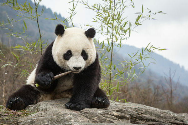 Pandabjörnar är i grunden bambuätande djur.