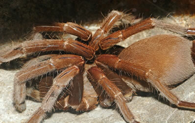 Spiders. Characteristics of spiders, curious animals