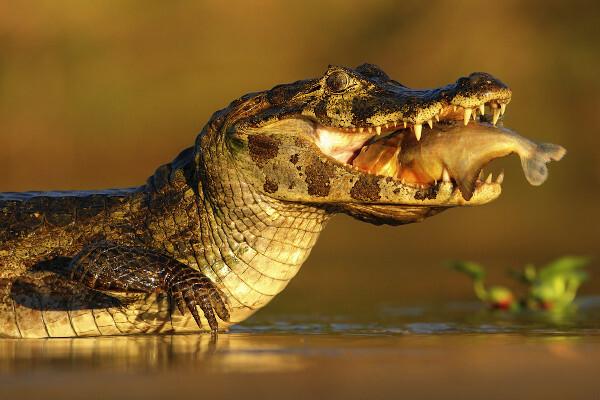 Pantanalas: vieta, fauna, flora, klimatas, dirvožemis