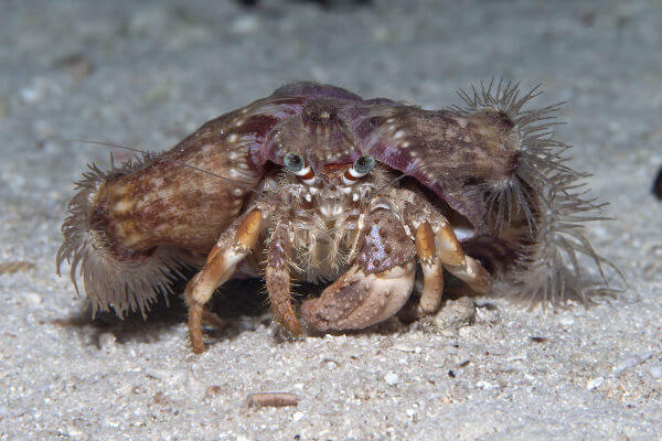 De anemoon wordt gedragen door de krab, in een gunstige interactie voor beide.