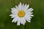 Betydningen av Daisy Flower (Hva det er, konsept og definisjon)