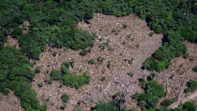 Área amazónica deforestada