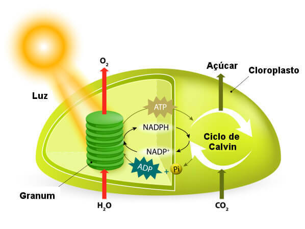 Zwróć uwagę na diagram z głównymi punktami procesu fotosyntezy.