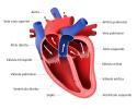 Cardiovascular system: what it is, function and anatomy