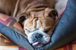 Hunde, der elsker en sofa lige så meget som du gør: De springer endda en tur over