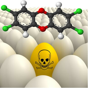La dioxine peut apparaître dans les œufs en raison de son effet cumulatif.