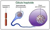 Haploïde en diploïde cellen