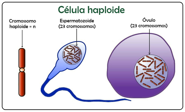Células haploides y diploides