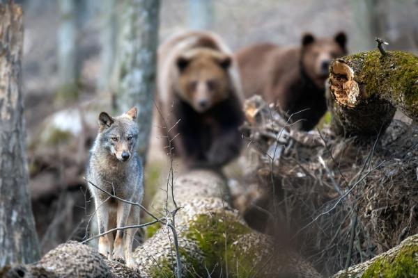 O mare diversitate de animale locuiește în Taiga, cum ar fi lupii și urșii.