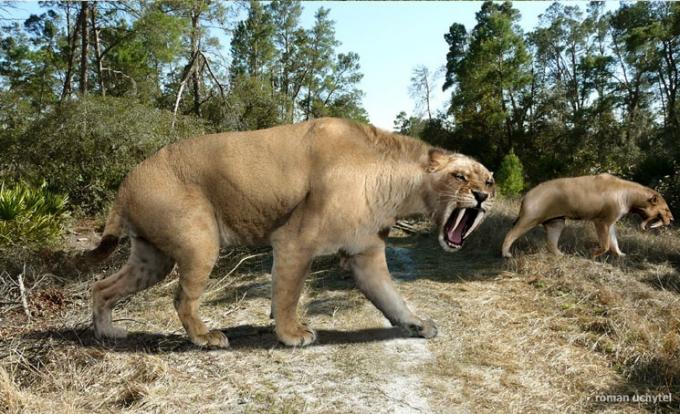 ブラジルの巨大動物相：サーベルタイガー