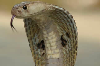 Slange. Kjennetegnene til giftige slanger og slanger