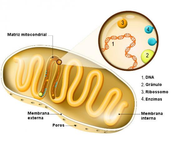  Osserva attentamente le parti principali di un mitocondrio.