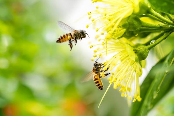 Bites: īpašības, sabiedrība, nozīme