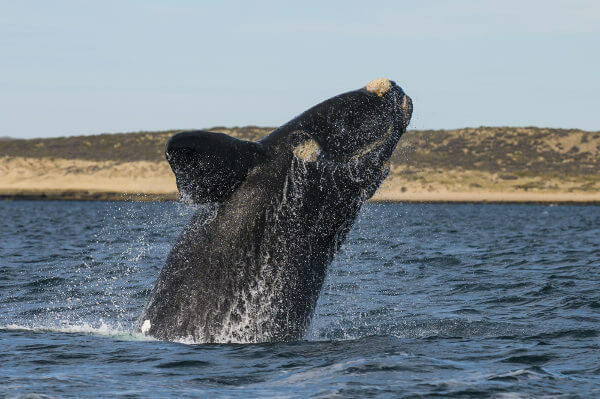 Јужни десни кит нема леђну перају.
