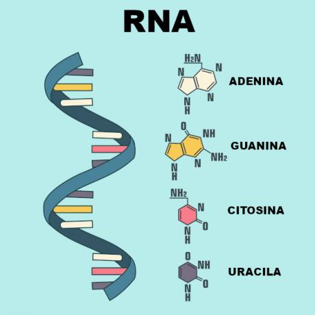 Nota lo schema di una molecola di RNA sopra.