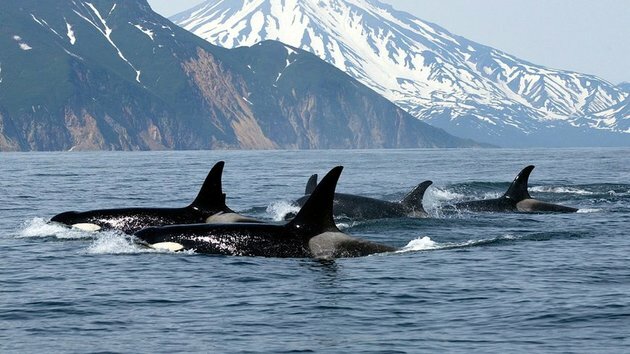 orca whale in a group