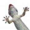 Hur lyckas geckos klättra upp på väggarna? ödlor