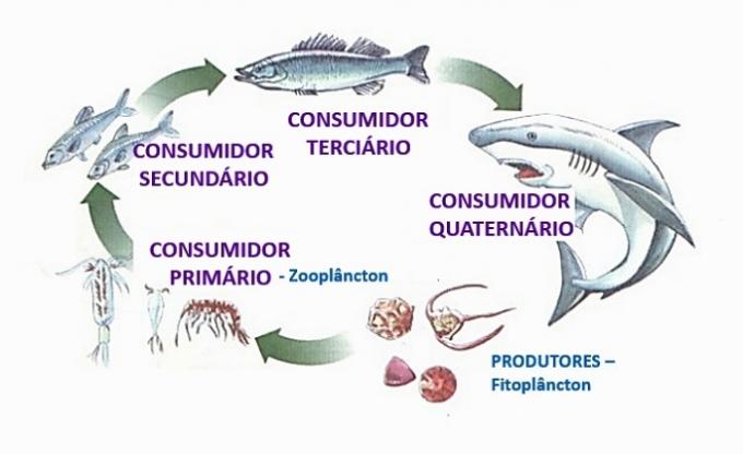 aquatische voedselketen