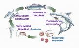 Food chain: what is it, aquatic and terrestrial