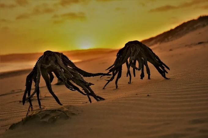 Что это за существа? Мужчина сфотографировал «инопланетных пауков», выходящих из моря