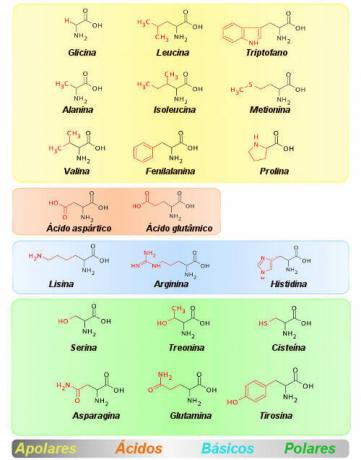Zauważ, że 20 aminokwasów jest pogrupowanych według właściwości ich łańcuchów bocznych.