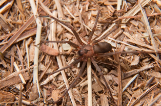 Den brune edderkop bid kan forårsage lidt smerte, hvilket får patienten til at tage længere tid at søge hjælp
