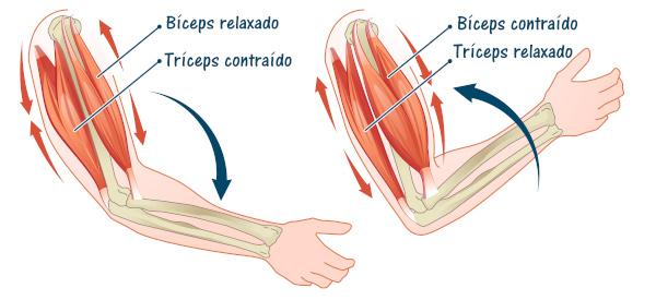 ადამიანის სხეულის კუნთების მოძრაობის ილუსტრაცია (ბიცეფსი და ტრიცეფსი).
