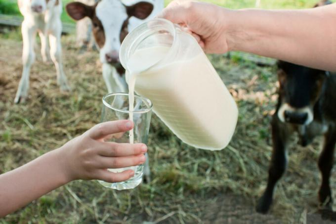 Pichet de lait versé dans un verre; en arrière-plan, des vaches.