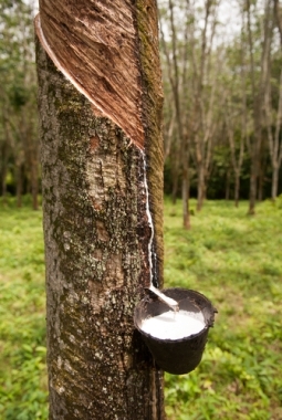 Latex extraction for rubber production