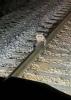 Neobișnuit: ratonul îngheață și rămâne blocat pe șinele de tren, dar este salvat