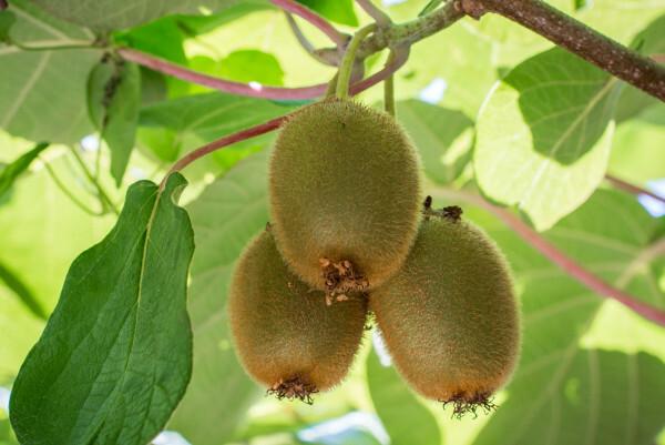 The kiwi tree is a plant originally from China, but the name kiwi was given in New Zealand.