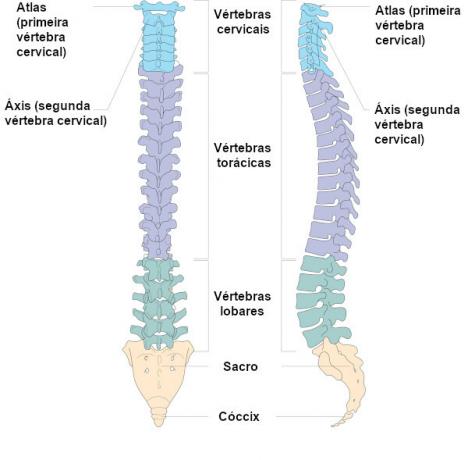 părți ale coloanei vertebrale