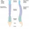 Columna vertebral: anatomía, funciones y enfermedades