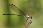 Meaning of Dragonfly (What it is, Concept and Definition)
