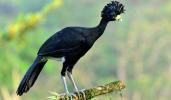 Fågeln var utrotningshotad i 40 år och hittades nyligen i Brasilien