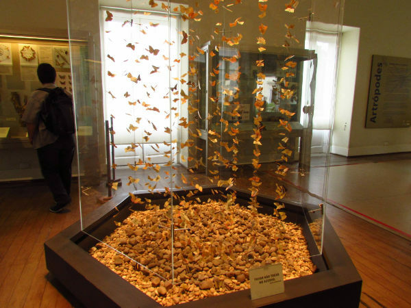 Shells, Corals and Butterflies exhibition room. (Photo: Personal collection of Dr. Elysiane de Barros Marinho)