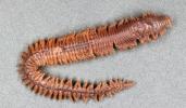 Annelids: general characteristics and classification