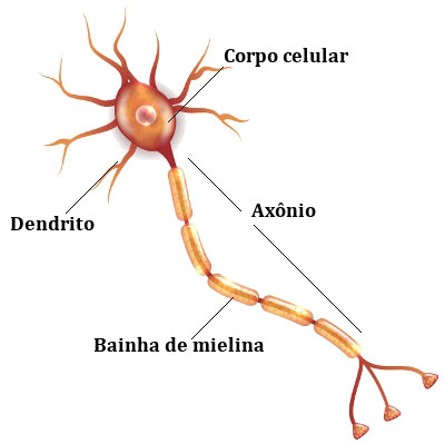 Nézze meg az idegsejt fő részeit